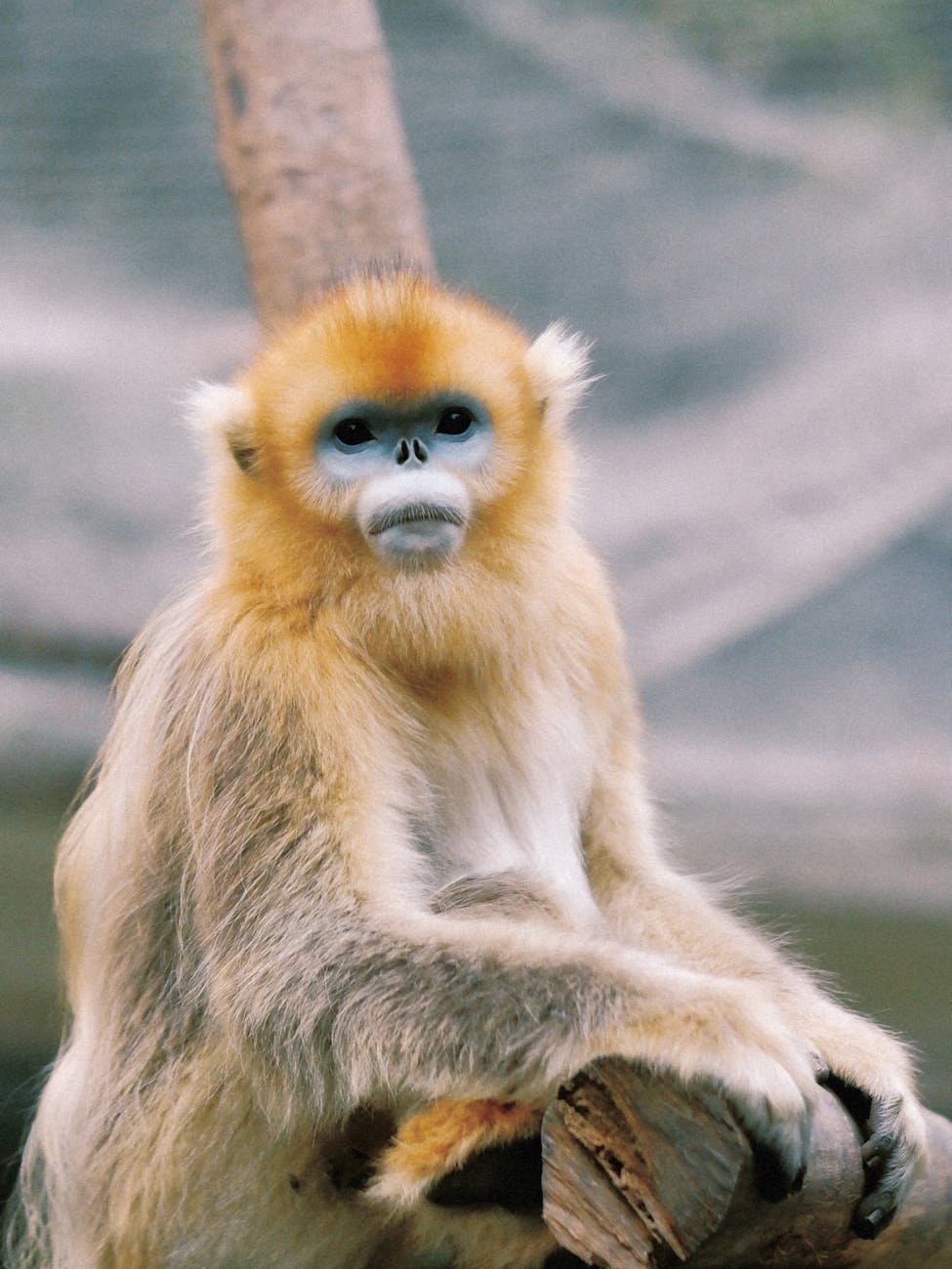 Golden Snub-Nosed Monkey at Huanglong Scenic Area Wildlife Photography