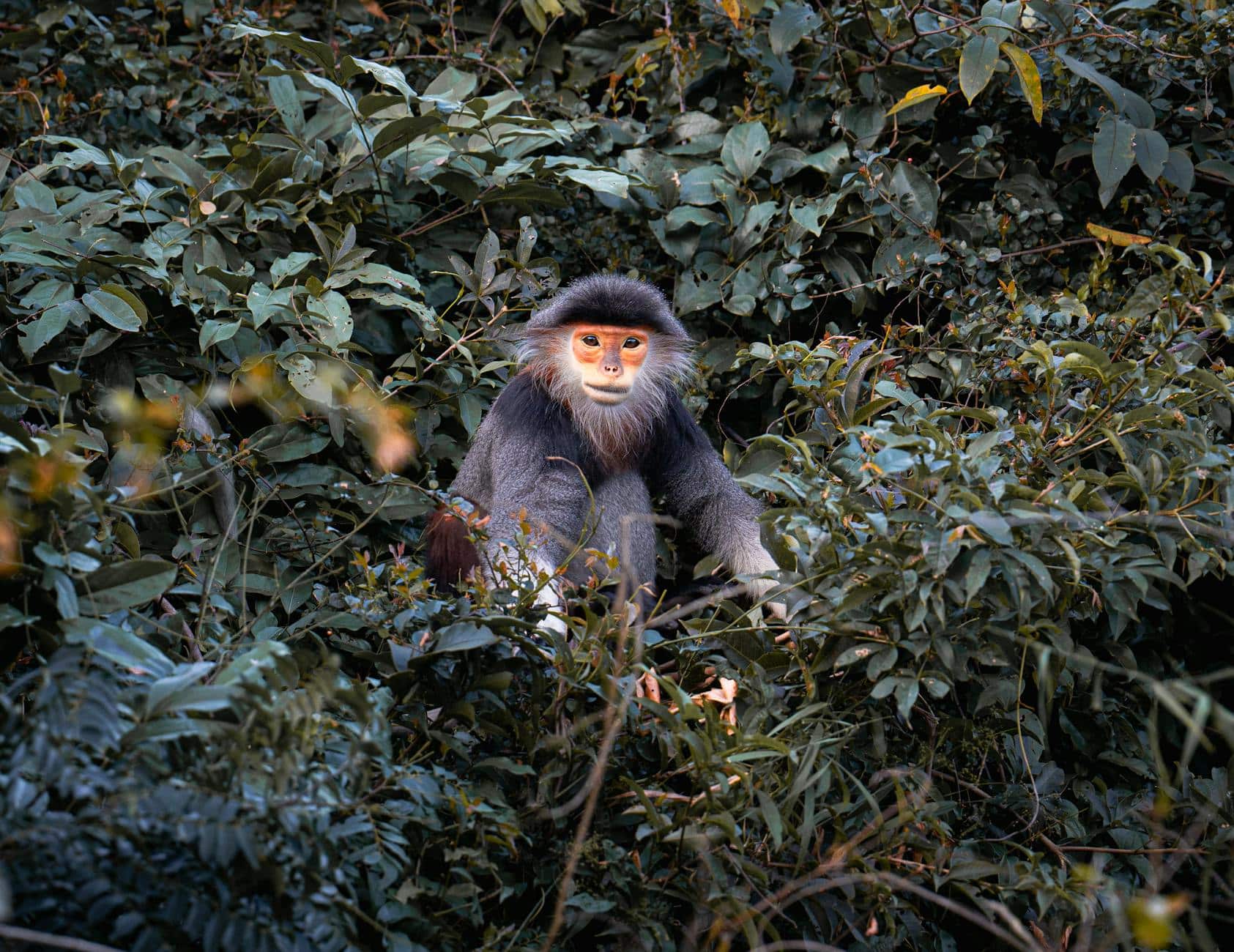 A Guizhou golden snub-nosed monkey mother cradles her bright golden newborn infant in the misty forest canopy of Fanjingshan mountain.