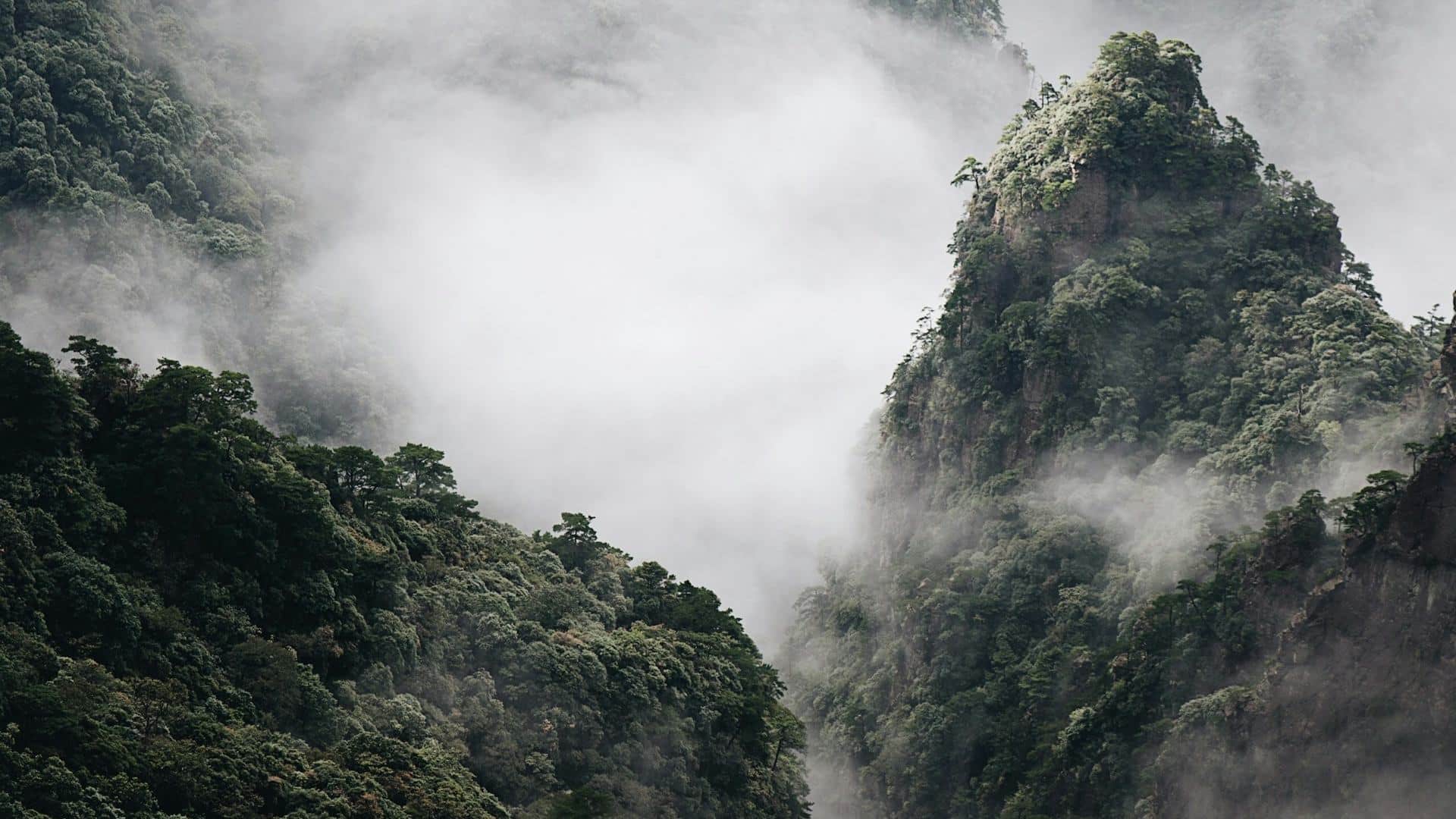 Misty cloud forest covering the ancient peaks of Mount Fanjing in Tongren, Guizhou, China, with dense subtropical vegetation emerging from rolling white fog.