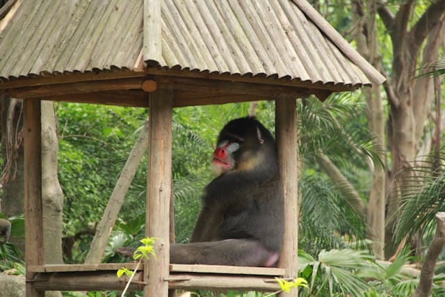 A mandrill monkey resting at Chimelong Safari Park in Guangzhou, one of over 500 species housed at Chimelong Tourist Resort.