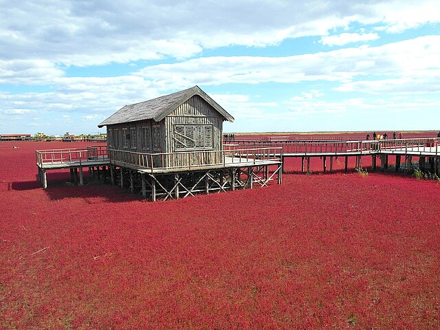 Panjin Red Beach Scenic Corridor covered in crimson Suaeda salsa seepweed in autumn