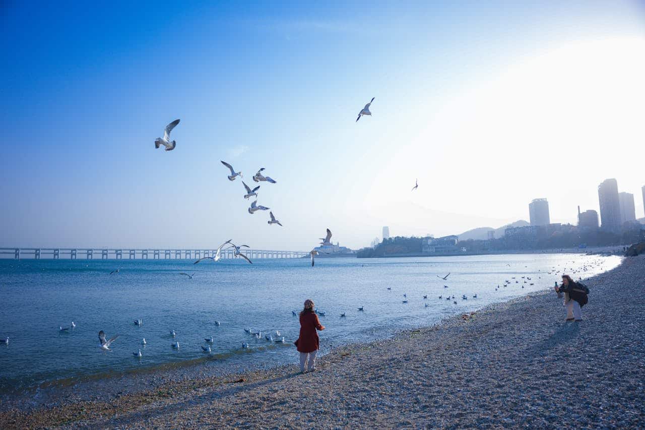 Seagulls flying above the Qingdao coastline with beach visitors and city skyline in Shandong, China
