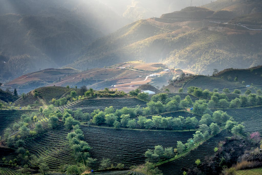 Misty terraced green hillsides and layered mountains in soft summer light, evoking Moganshan's cool highland scenery